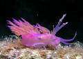   Flabellina Cable Wreck off Dana Island Bogsak Turkey. Turkey  